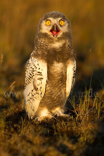 Schnee-Eule (Bubo scandiacus)