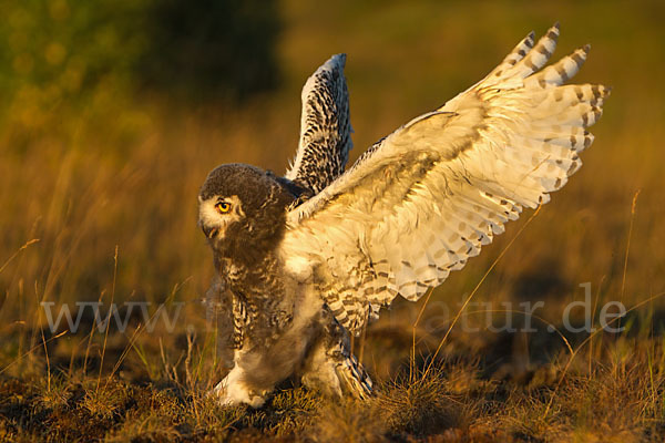 Schnee-Eule (Bubo scandiacus)