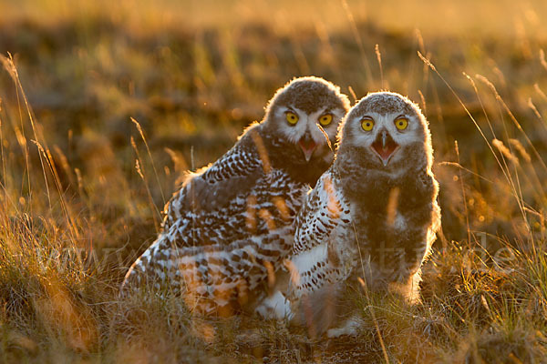 Schnee-Eule (Bubo scandiacus)