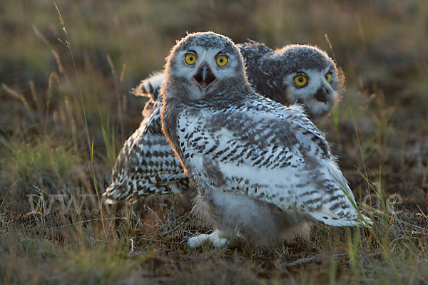 Schnee-Eule (Bubo scandiacus)