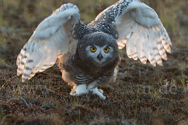 Schnee-Eule (Bubo scandiacus)