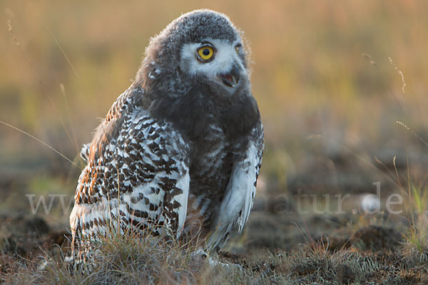 Schnee-Eule (Bubo scandiacus)