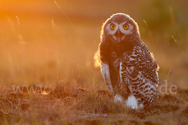 Schnee-Eule (Bubo scandiacus)