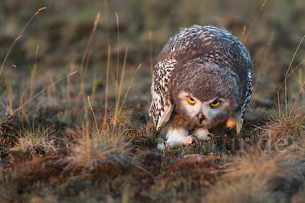 Schnee-Eule (Bubo scandiacus)