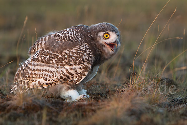 Schnee-Eule (Bubo scandiacus)