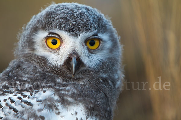 Schnee-Eule (Bubo scandiacus)