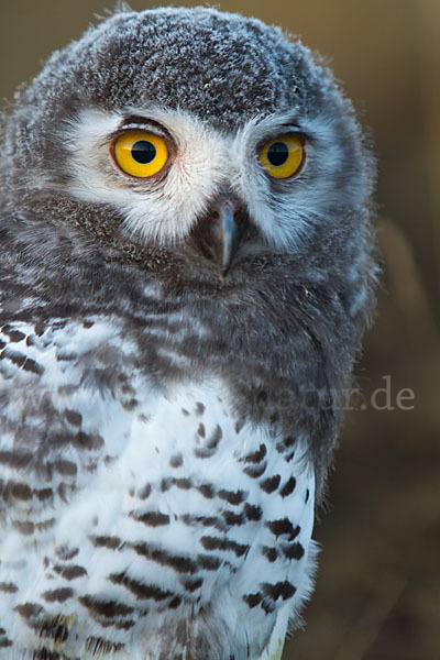 Schnee-Eule (Bubo scandiacus)