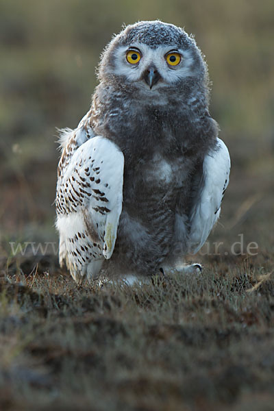 Schnee-Eule (Bubo scandiacus)