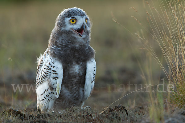 Schnee-Eule (Bubo scandiacus)