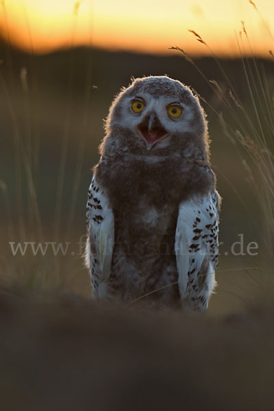 Schnee-Eule (Bubo scandiacus)