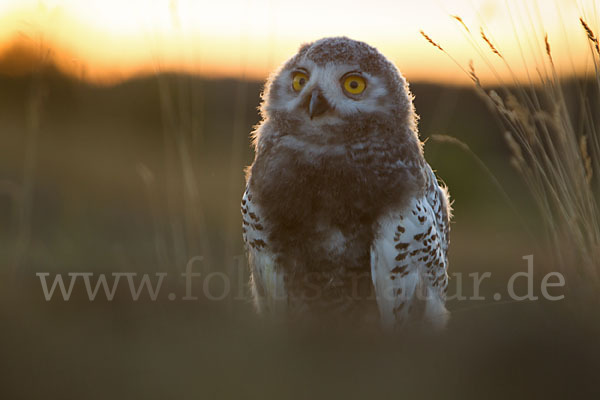 Schnee-Eule (Bubo scandiacus)