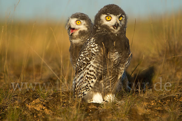 Schnee-Eule (Bubo scandiacus)