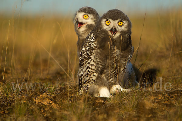 Schnee-Eule (Bubo scandiacus)