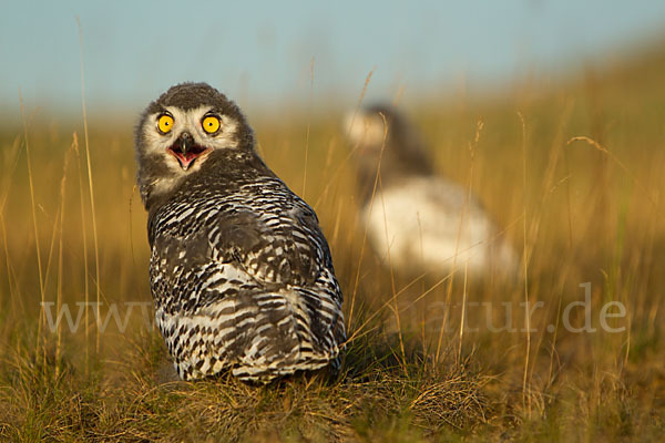 Schnee-Eule (Bubo scandiacus)