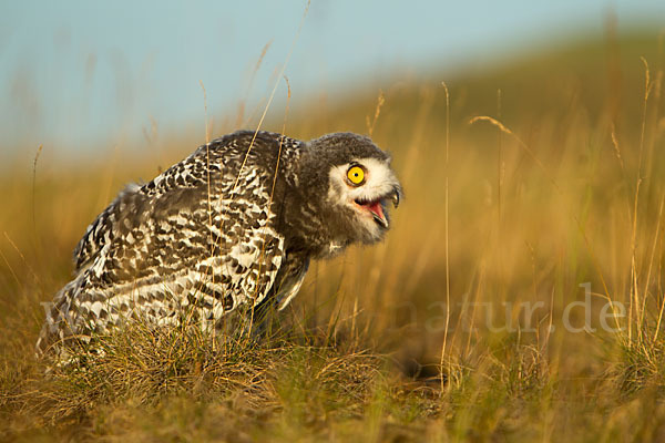 Schnee-Eule (Bubo scandiacus)