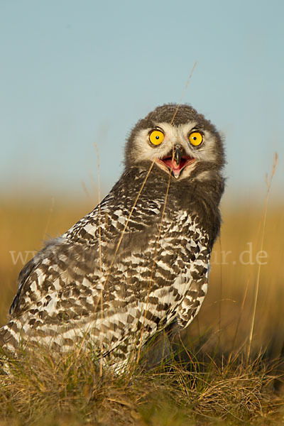 Schnee-Eule (Bubo scandiacus)