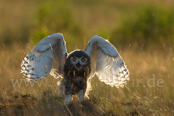 Schnee-Eule (Bubo scandiacus)