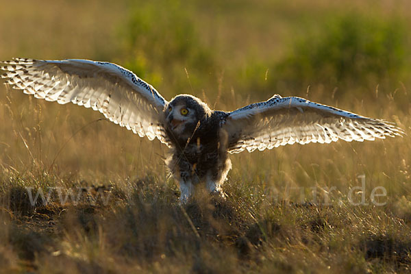 Schnee-Eule (Bubo scandiacus)