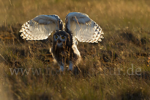 Schnee-Eule (Bubo scandiacus)