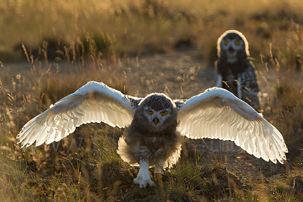 Schnee-Eule (Bubo scandiacus)