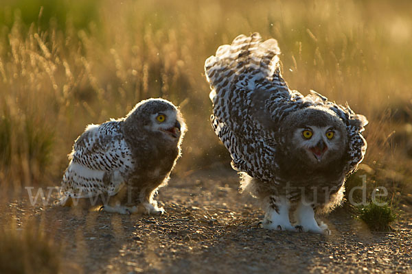 Schnee-Eule (Bubo scandiacus)