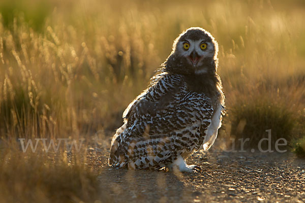 Schnee-Eule (Bubo scandiacus)