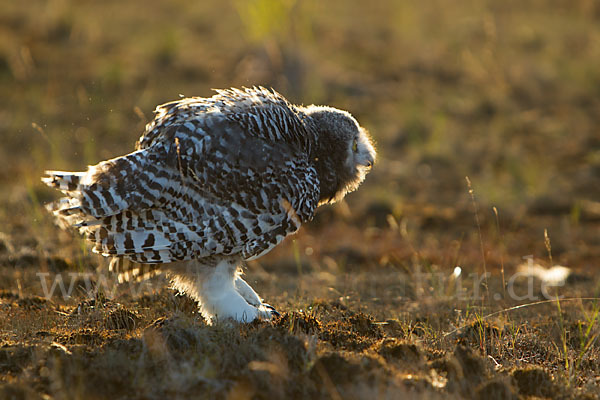 Schnee-Eule (Bubo scandiacus)