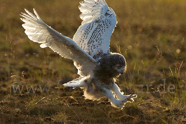 Schnee-Eule (Bubo scandiacus)