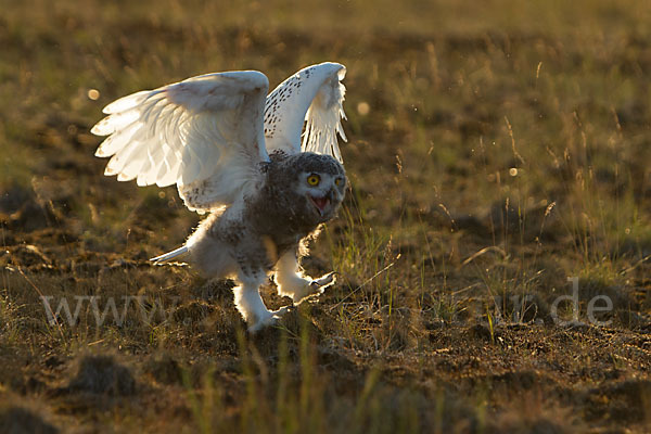 Schnee-Eule (Bubo scandiacus)