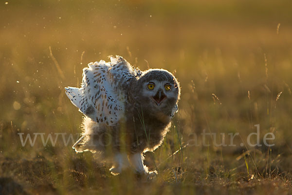 Schnee-Eule (Bubo scandiacus)