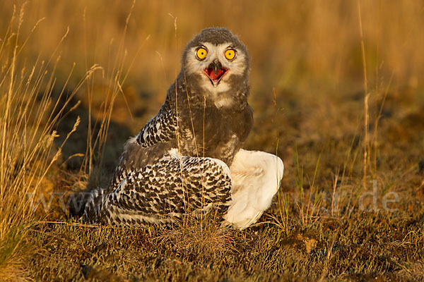 Schnee-Eule (Bubo scandiacus)