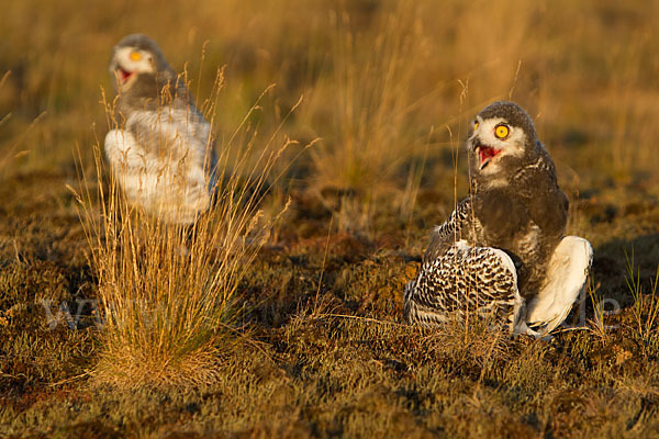 Schnee-Eule (Bubo scandiacus)