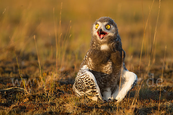 Schnee-Eule (Bubo scandiacus)