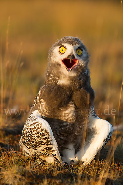 Schnee-Eule (Bubo scandiacus)