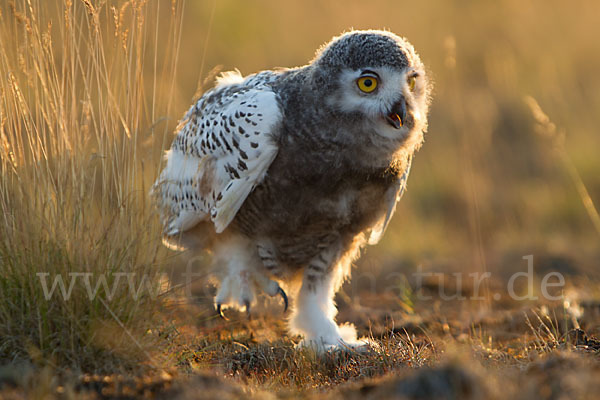 Schnee-Eule (Bubo scandiacus)