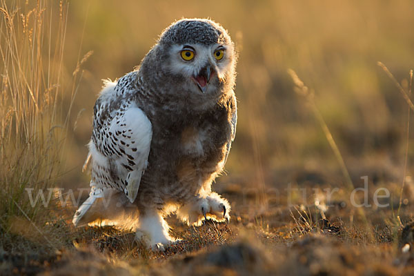 Schnee-Eule (Bubo scandiacus)