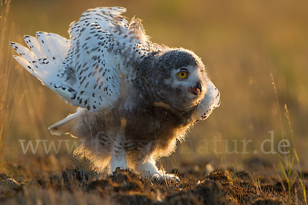 Schnee-Eule (Bubo scandiacus)