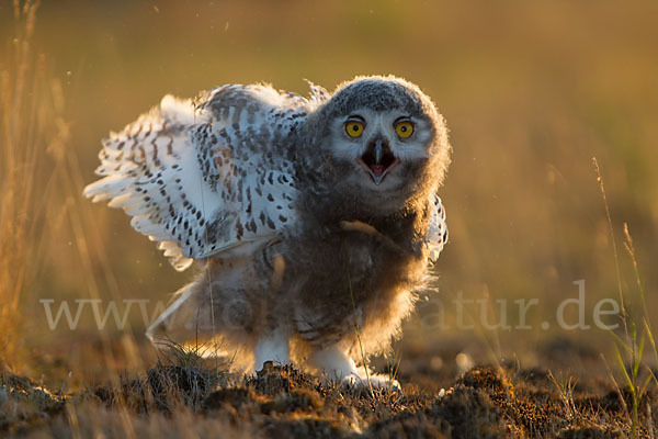 Schnee-Eule (Bubo scandiacus)