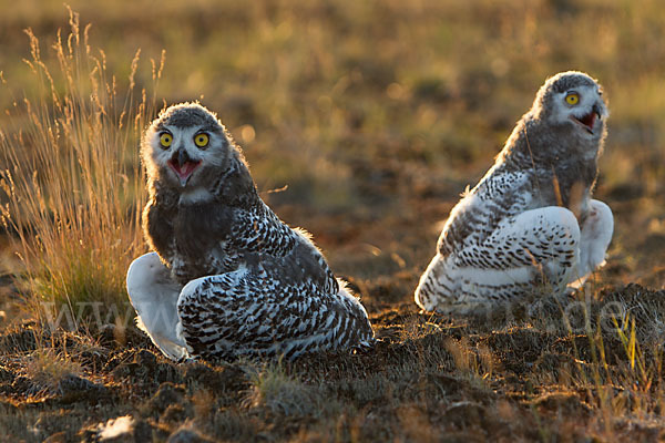 Schnee-Eule (Bubo scandiacus)