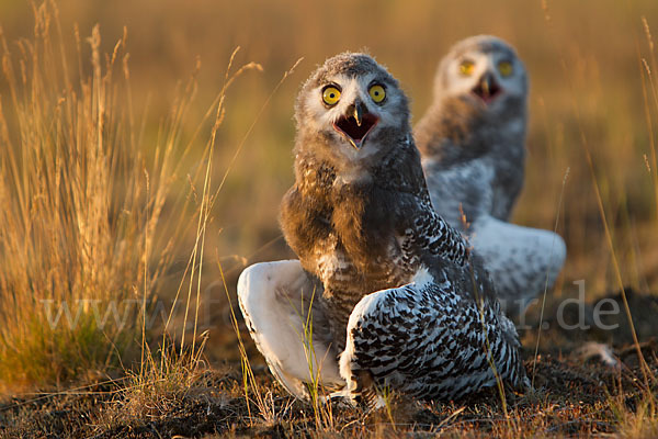 Schnee-Eule (Bubo scandiacus)