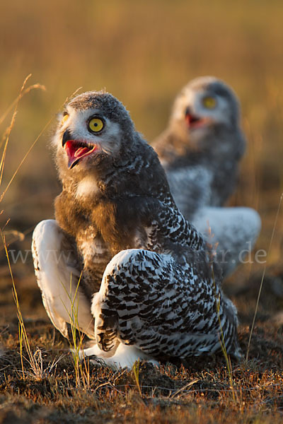 Schnee-Eule (Bubo scandiacus)