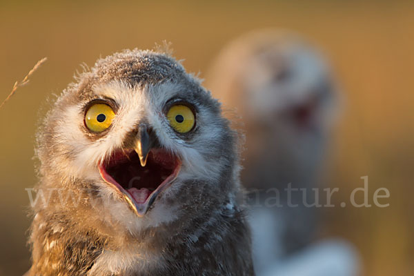 Schnee-Eule (Bubo scandiacus)