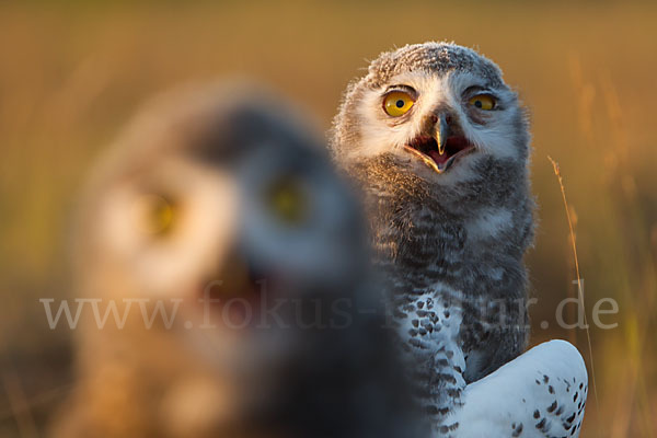 Schnee-Eule (Bubo scandiacus)