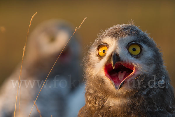 Schnee-Eule (Bubo scandiacus)