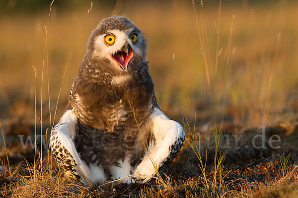 Schnee-Eule (Bubo scandiacus)