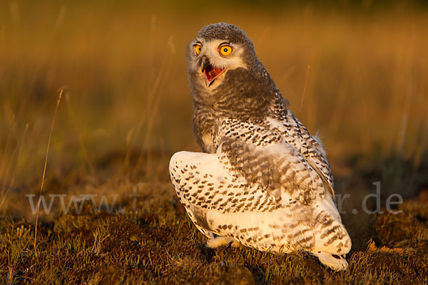 Schnee-Eule (Bubo scandiacus)