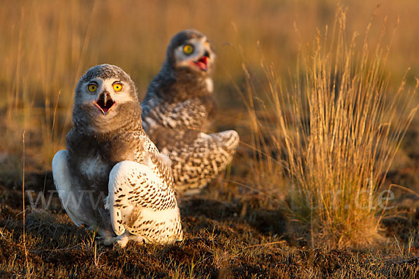 Schnee-Eule (Bubo scandiacus)