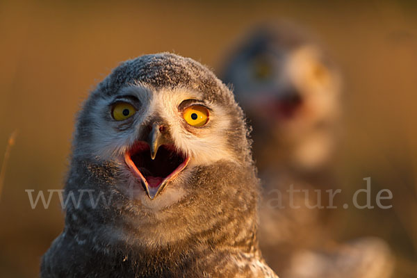 Schnee-Eule (Bubo scandiacus)