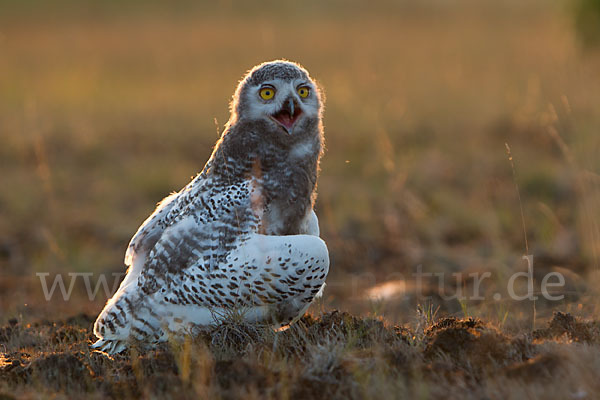 Schnee-Eule (Bubo scandiacus)