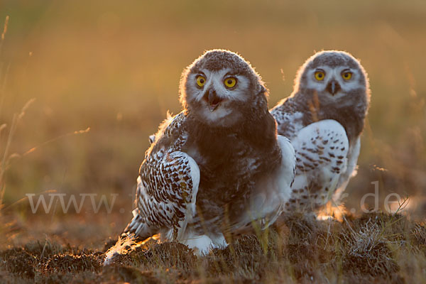 Schnee-Eule (Bubo scandiacus)